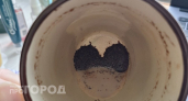Перестала выкидывать кофейную гущу: теперь удобряю ею эти растения и собираю рекордный урожай без затрат
