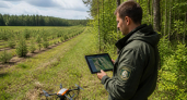 Ивановская область увеличила восстановление лесов на 10% за год