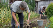 Освободилось место после лука и чеснока: что посеять прямо сейчас чтобы получить двойной урожай за сезон