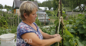 Огурцы начали желтеть прямо на грядке: я применила этот простой раствор и остановила процесс за сутки
