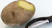 Зеленый картофель на кухне: как не отравиться и в каких случаях лучше сразу отправить овощ в мусорный бак