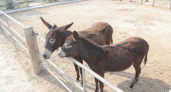 Ивановский зоопарк переходит на осенний режим и меняет часы работы
