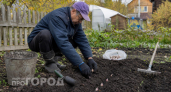 Мой метод осенней посадки чеснока: головки вырастают размером с хороший апельсин без лишних усилий