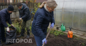 Фитофтора выживет даже зимой: сделайте это в теплице сейчас чтобы летом не выбрасывать больные томаты