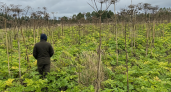 В Ивановской области борщевик полностью захватил уже 234 гектара сельхозземель