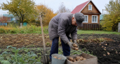 Забыл про мелкую картошку навсегда: использую забытый метод 1976 года и снимаю по 4 килограмма с каждого куста