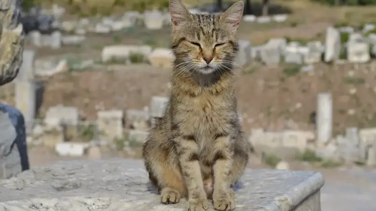 Ивановский приют накопил долг в 218 тысяч за спасение животных