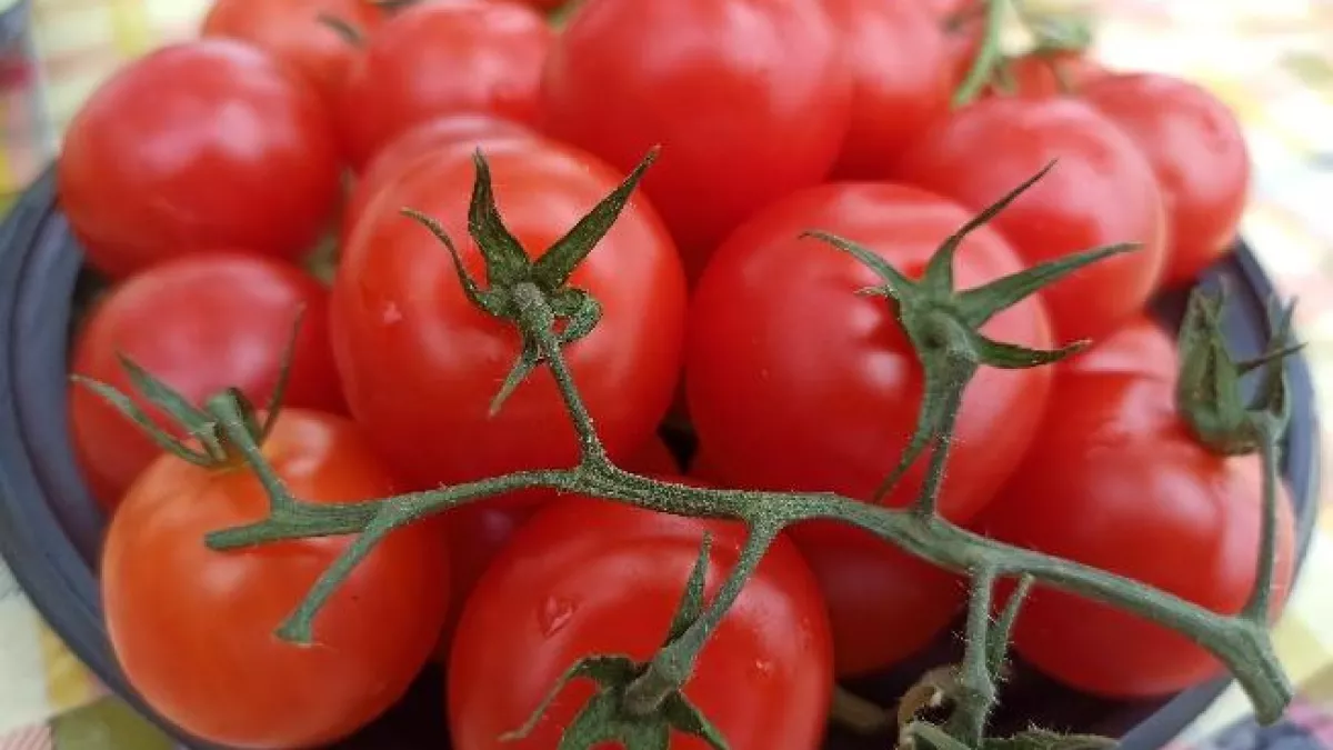 Покупатели протыкают помидоры ногтями — магазины списывают товар в убыток