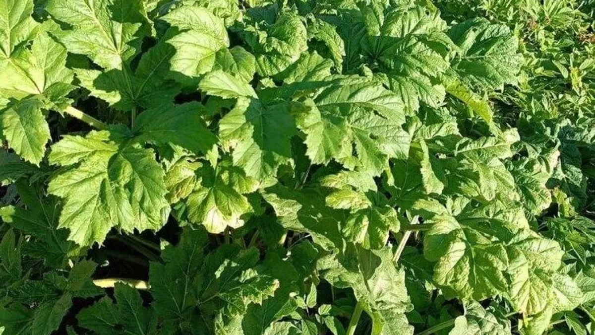 В Ивановской области за борщевик теперь отбирают землю