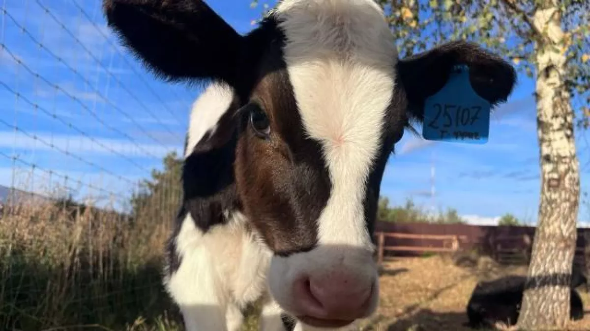 Молочники Ивановской области получат 161 млн рублей господдержки