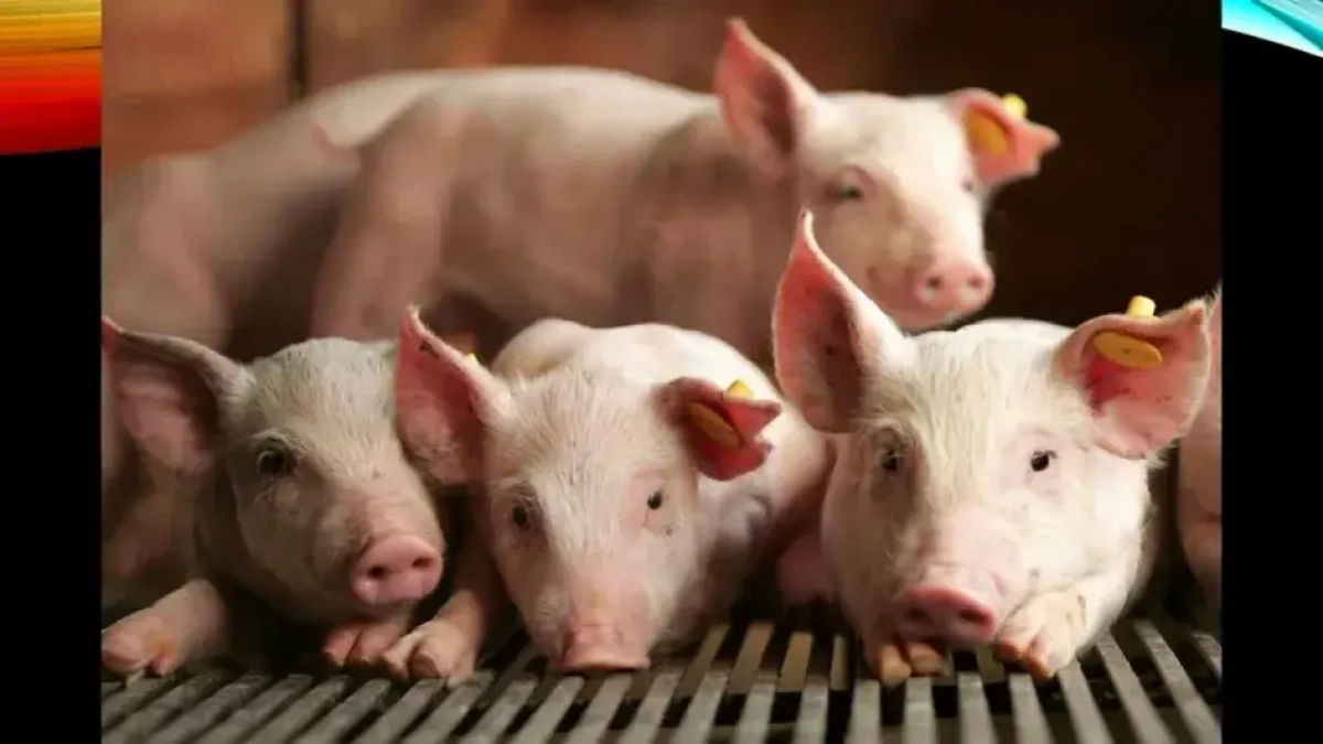 Производство свинины в Ивановской области выросло на треть за два месяца