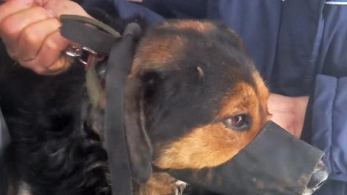 В Кинешме отловили шесть собак с четырех улиц города