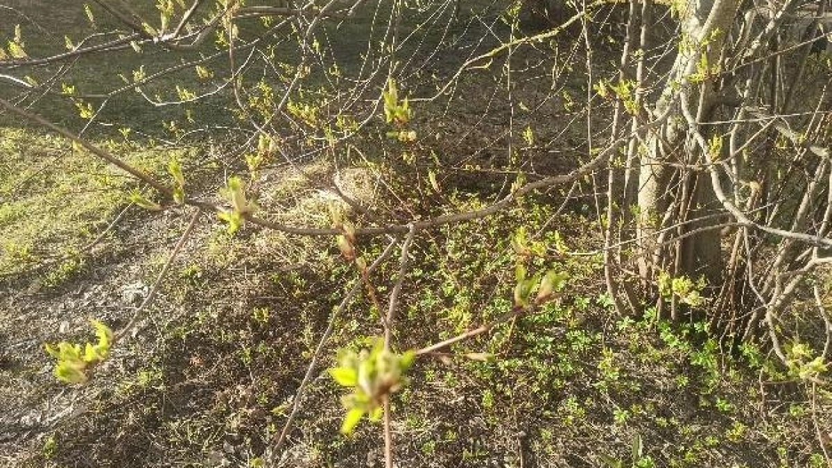 Снежная зима увеличила риск пироплазмоза у собак в Ивановской области