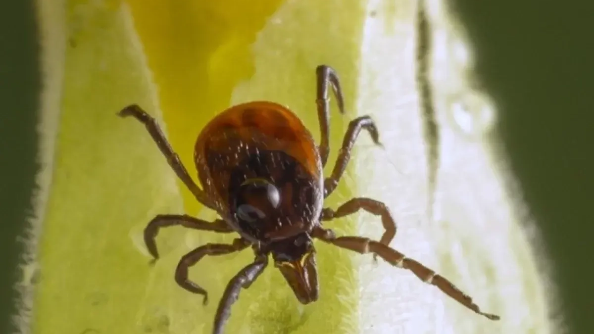 Роспотребнадзор напомнил ивановцам о вакцинации перед сезоном клещей