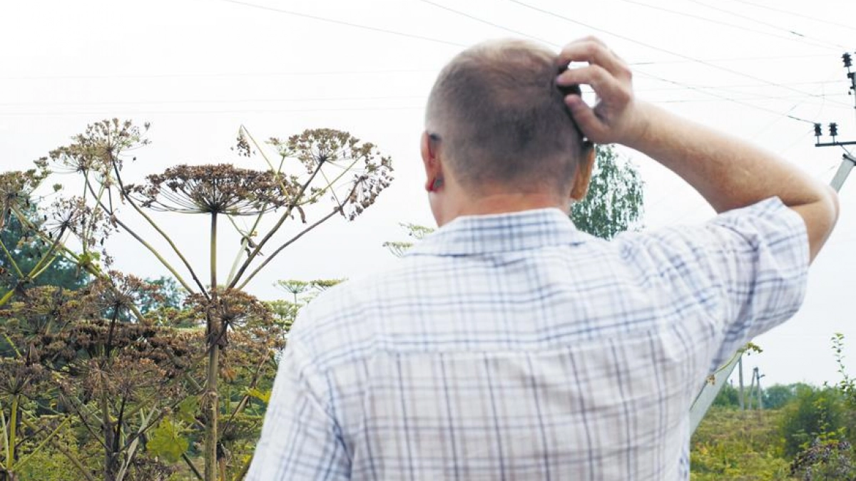 Заросший борщевиком участок могут изъять через суд