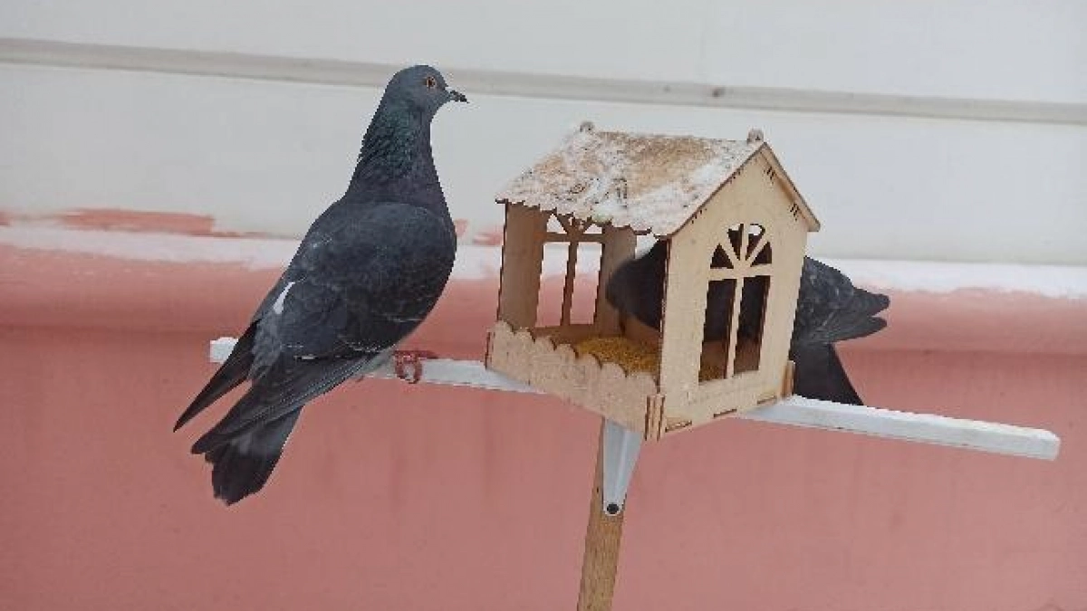 В Иванове кормление голубей во дворах может обернуться штрафом