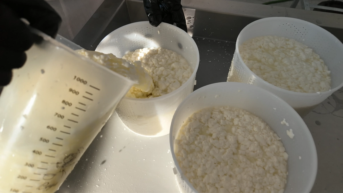 Впервые с советских времён учёные исследуют сыры из молока местных коров