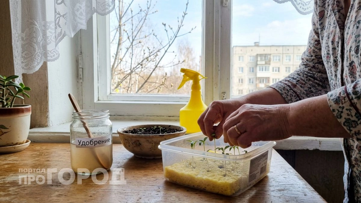 Сею томаты в холодный грунт без прогрева — всходят дружно, стебель крепкий, не вытягиваются