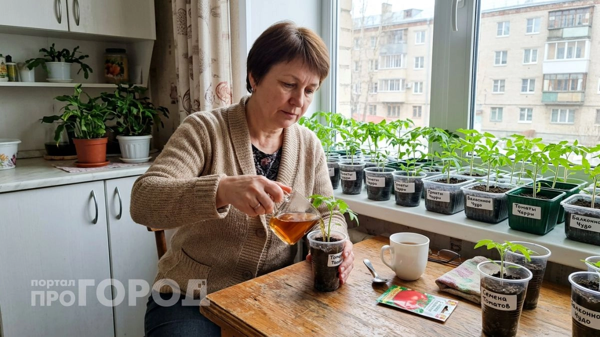 Бросаю щепотку этих отходов под корень и вялая рассада перцев с томатами мигом наращивает мощные стволы
