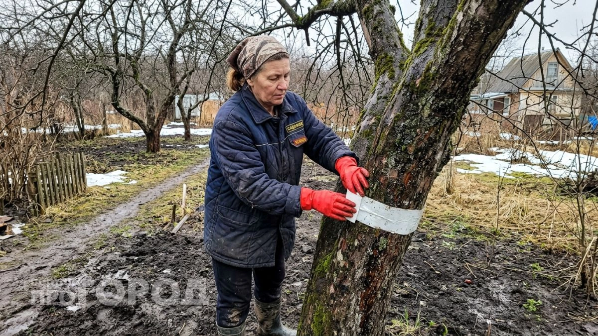 Одна копеечная лента на стволе яблони в марте — и тля разворачивается прочь, а ветки ломятся до осени