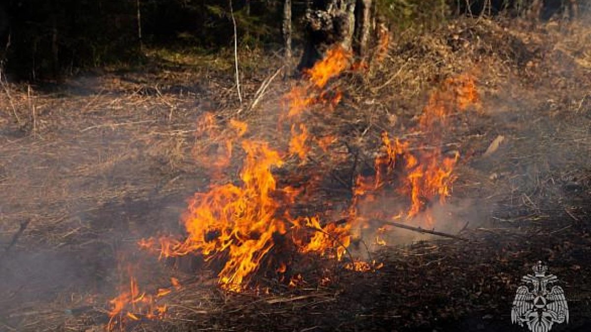 В Ивановской области с 10 апреля запрещены костры и шашлык в лесу