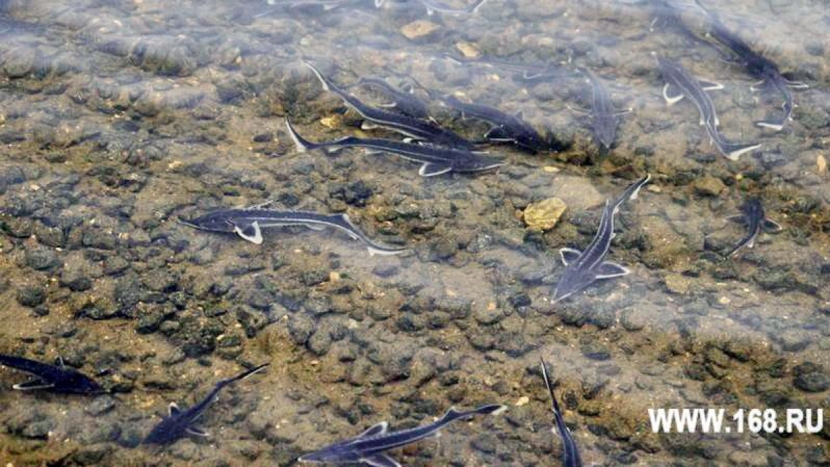 В Ивановской области с 15 апреля запрещают рыбалку на два месяца