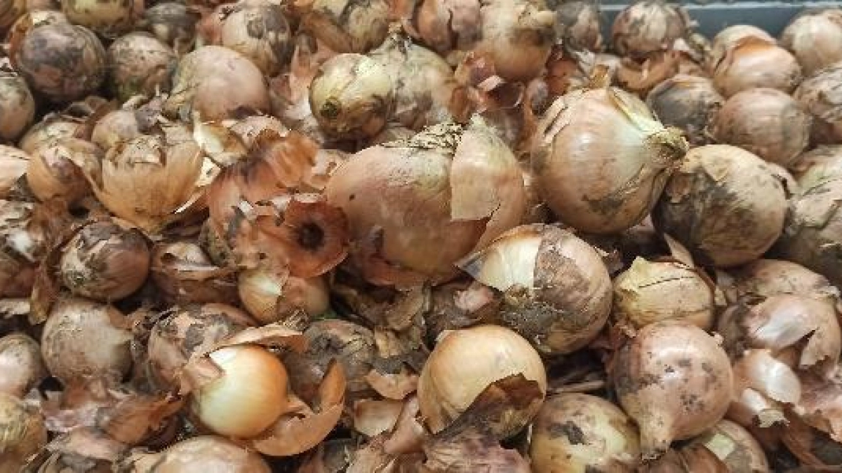 Луковая шелуха перед Пасхой: 30 граммов за тысячу рублей на маркетплейсах