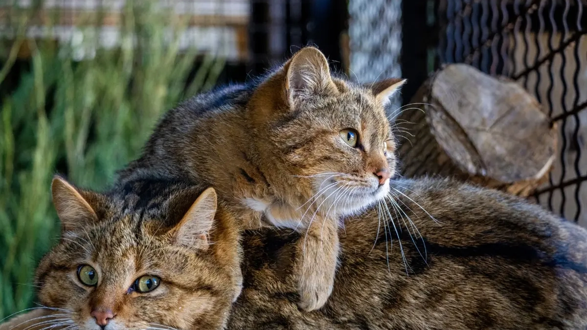 Европейские лесные коты преодолели 3000 км и поселились в Ивановском зоопарке