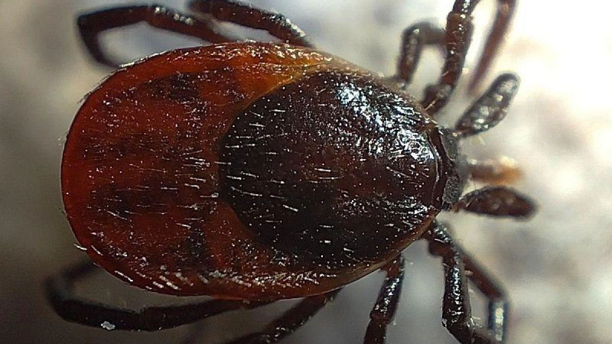 В Ивановской области клещи начали сезон с 1 апреля: уже 15 пострадавших