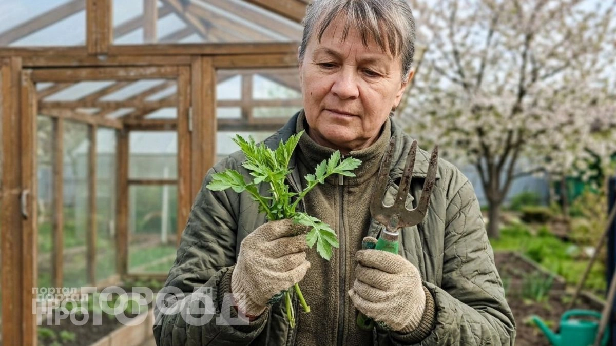 Избавилась от паутинного клеща обычным сорняком: теперь на грядках чистота и никакой лишней химии для урожая