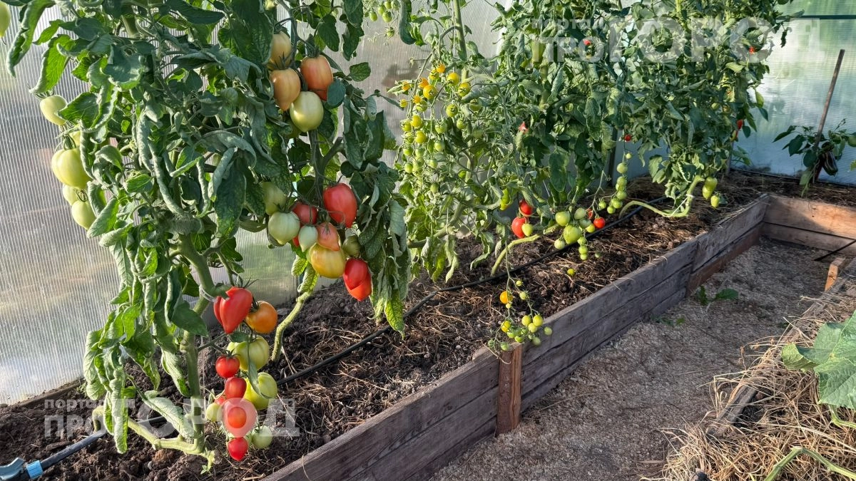 Хватит тратить деньги на бесполезные грядки: я заменил 5 культур и сократил расходы на продукты в три раза