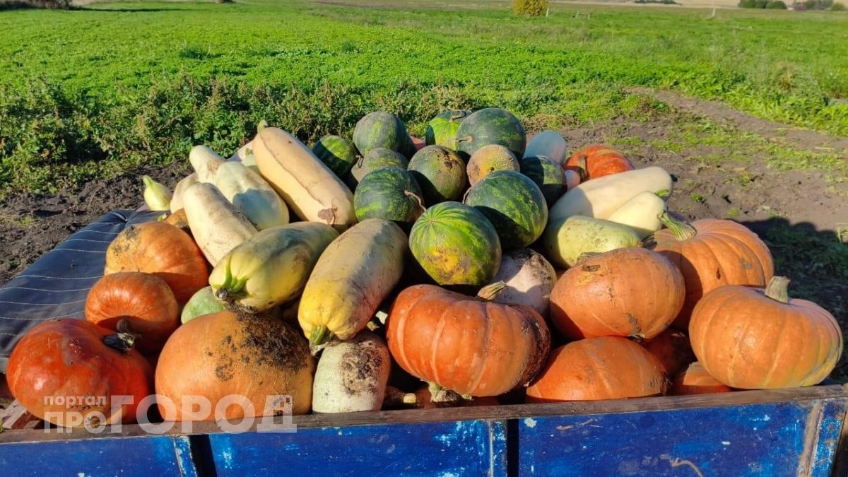 Забудьте про прополку и полив: эти три овоща дают мощный урожай без малейших усилий с вашей стороны