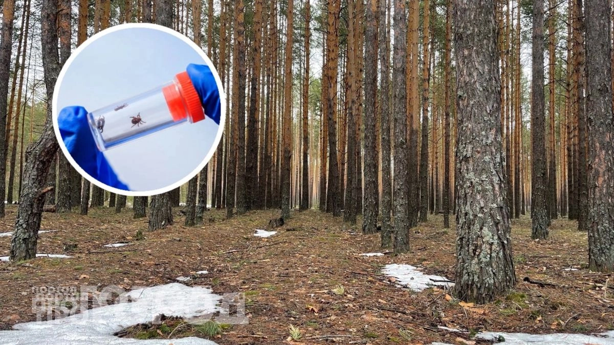 Забудьте про химию из магазинов: добавьте немного этого средства в воду и забудьте про клещей на весь сезон