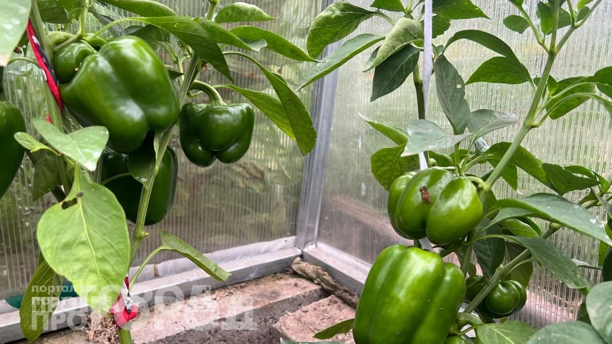 Забудьте про перекопку огорода: немецкая технология посадки перцев гарантирует двойной урожай с каждого куста