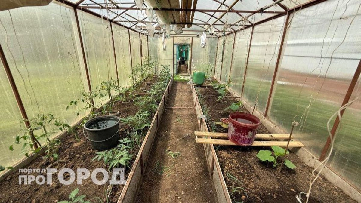 С 1 мая теплицы на даче станут поводом для штрафа: что нужно сделать прямо сейчас чтобы избежать сноса участка