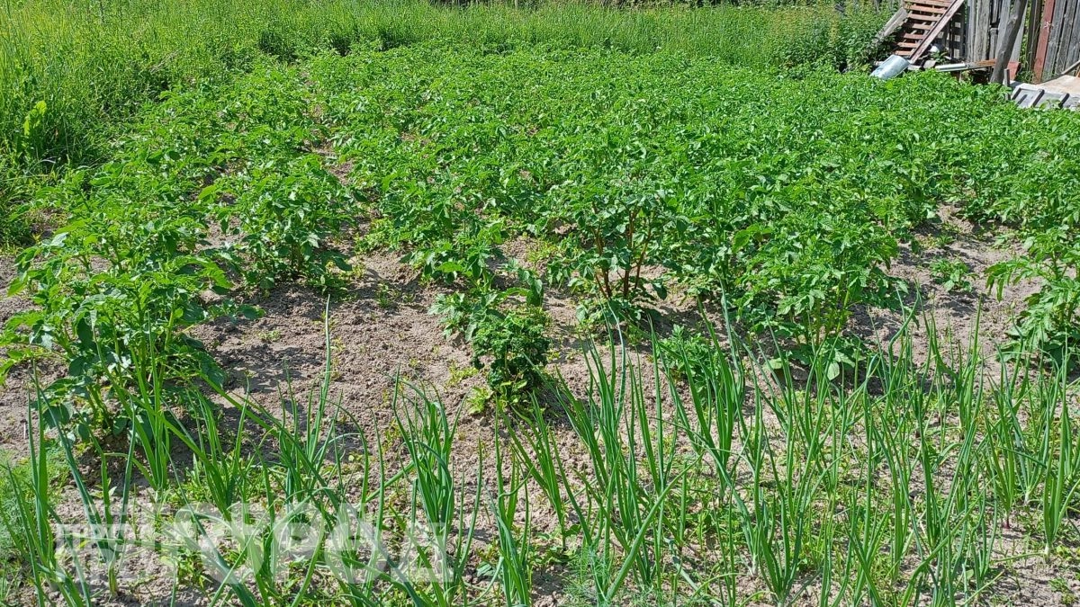 Добавляю эту копеечную добавку в воду для полива чеснока: зелень перестала желтеть и пошла в бурный рост