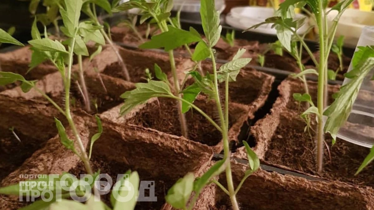 Добавьте этот кухонный продукт в полив: рассада томатов и перцев станет мощной и коренастой за неделю