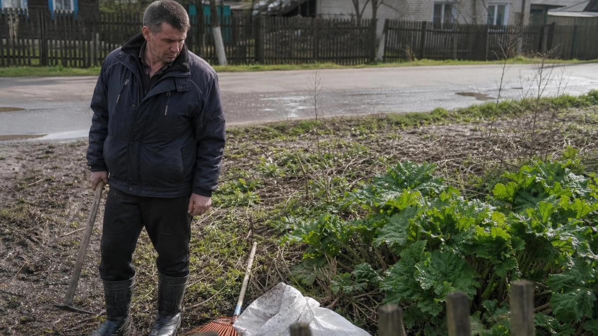 За борщевик на участке — штраф до 50 тысяч рублей: закон уже действует