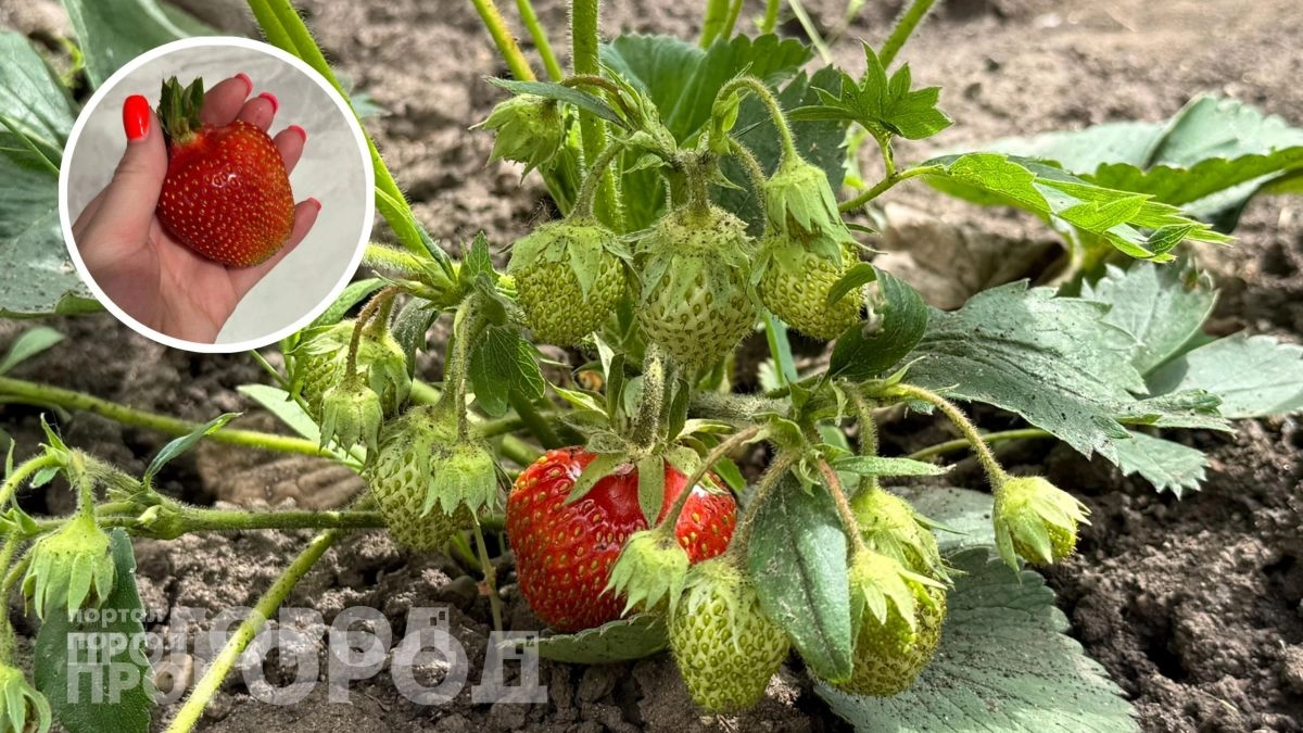 Забудьте про мелкую ягоду: всего пара ложек этого средства весной обеспечит вам небывалый урожай клубники