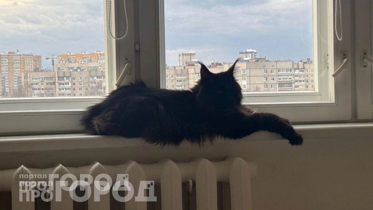 Забудьте о частых визитах к ветеринару: вот 3 породы кошек с крепким здоровьем, которые живут до 20 лет