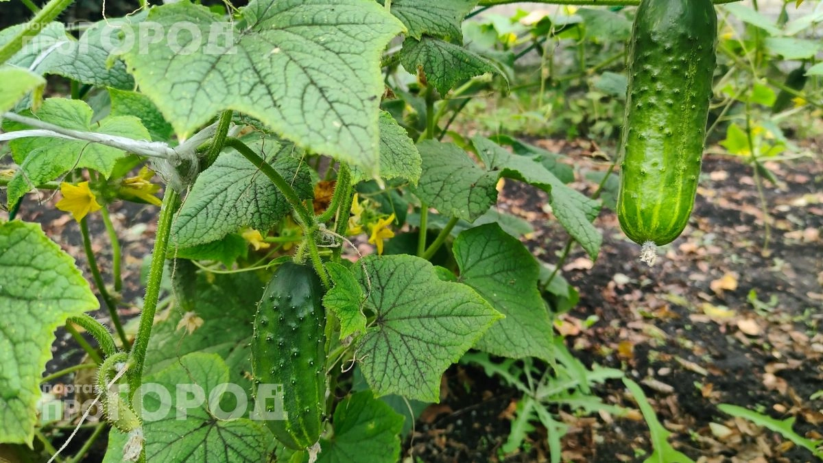 Поливаю огурцы этим копеечным раствором: завязи растут на глазах и приходится собирать урожай каждый день