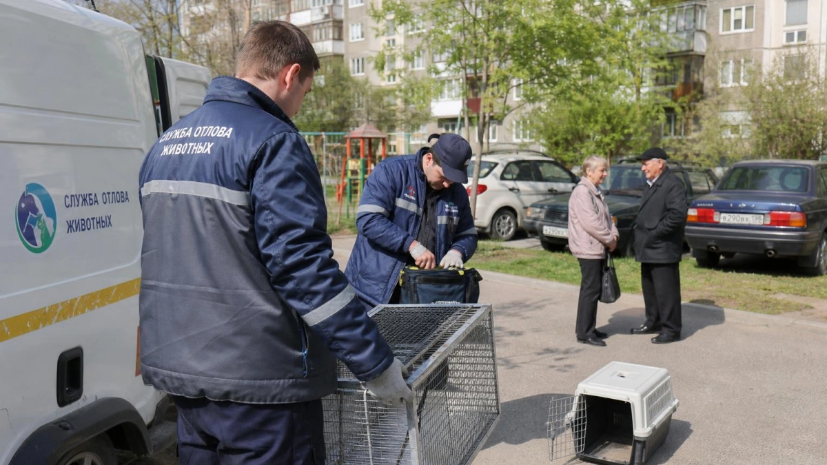 В Пучежском районе выделили 450 тысяч на отлов 15 бездомных собак