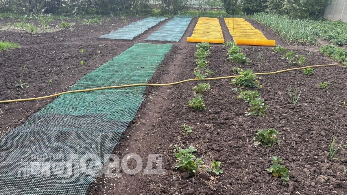 Забудьте про ловушки и яды: кроты навсегда покинут ваш огород после этого простого действия с землей