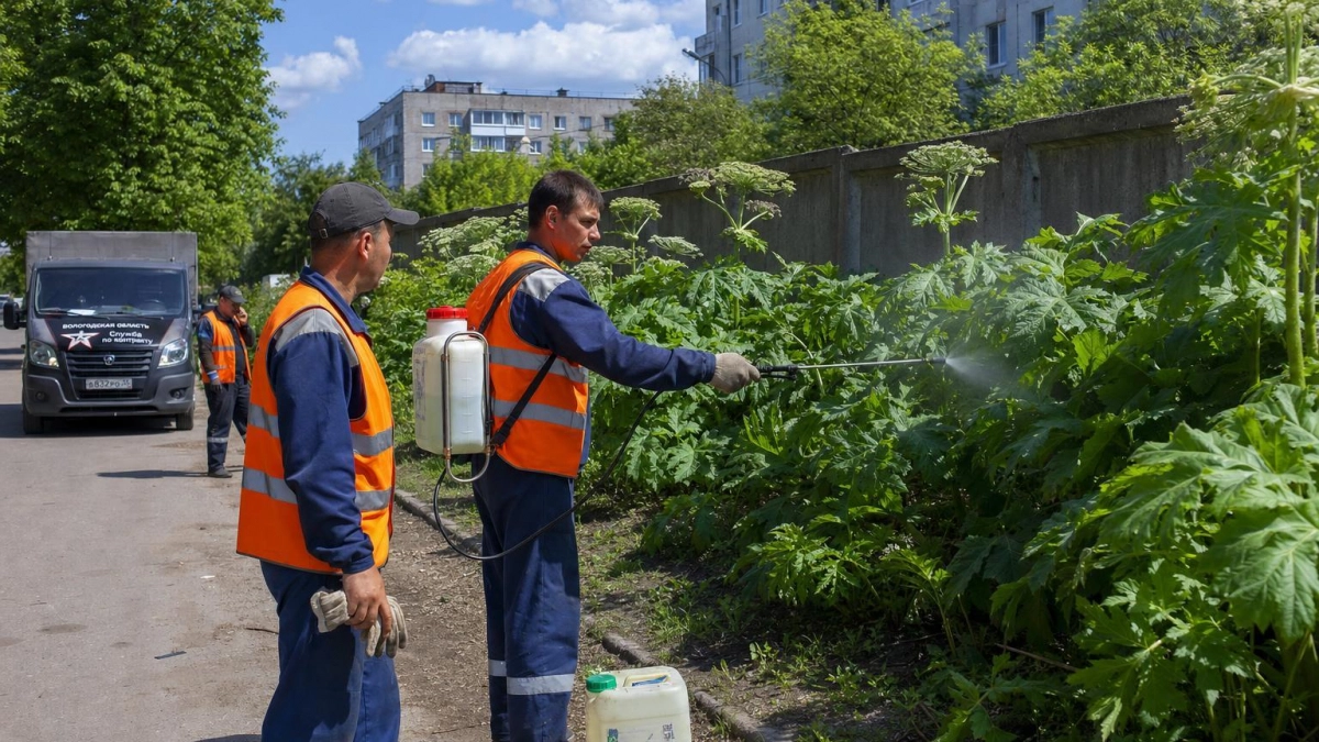 В Иванове начали уничтожать борщевик на площади почти 300 тысяч квадратных метров