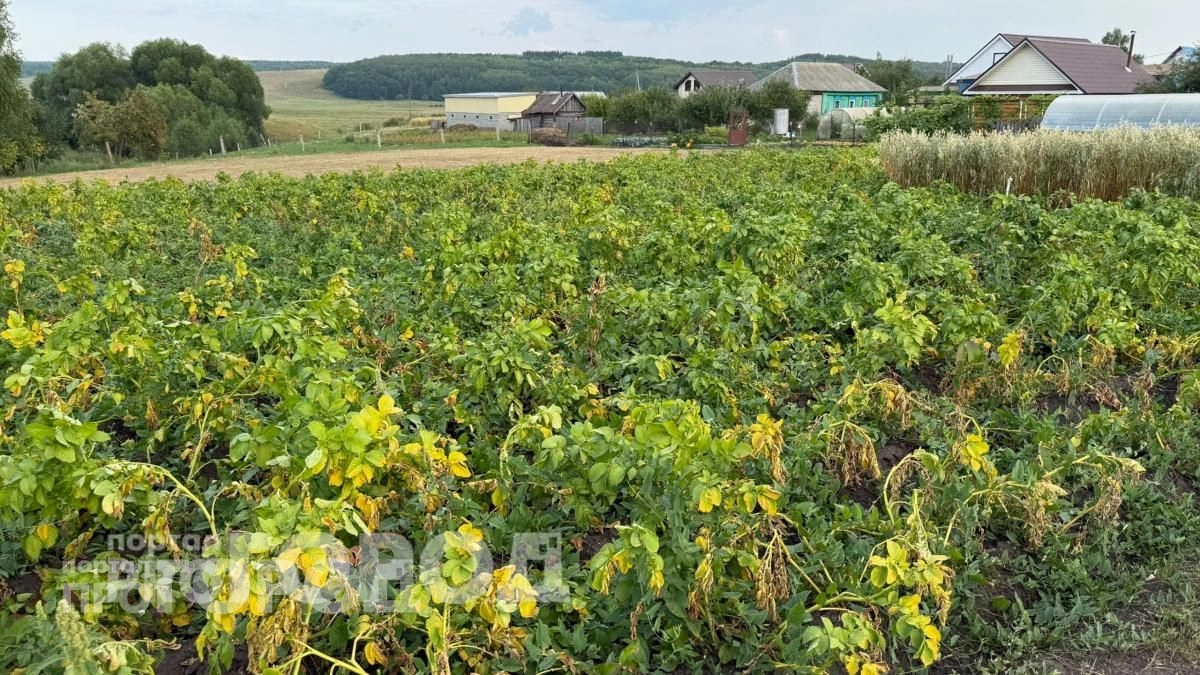 Больше никакой химии на огороде: просто высадите этот цветок рядом с картофелем для защиты от вредителей