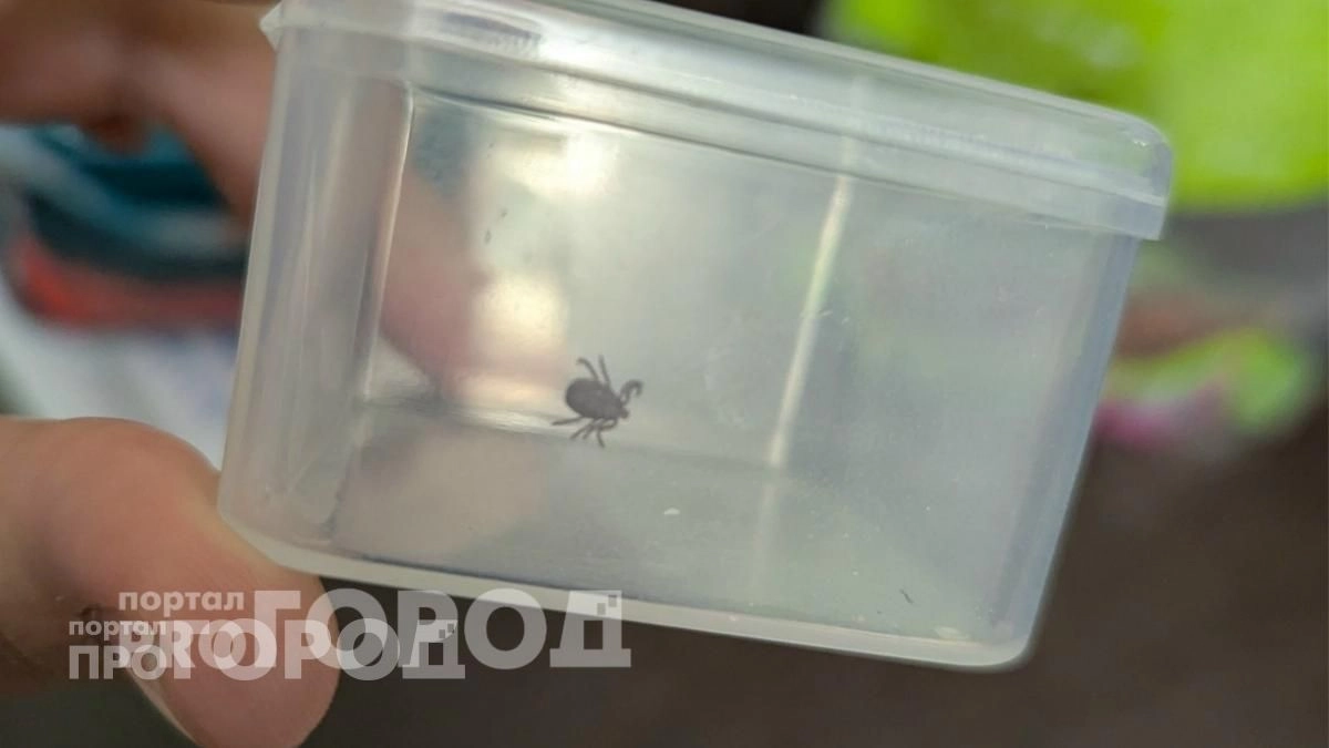 Раньше клещей не замечали а теперь они везде: эксперты назвали главную причину такого опасного нашествия