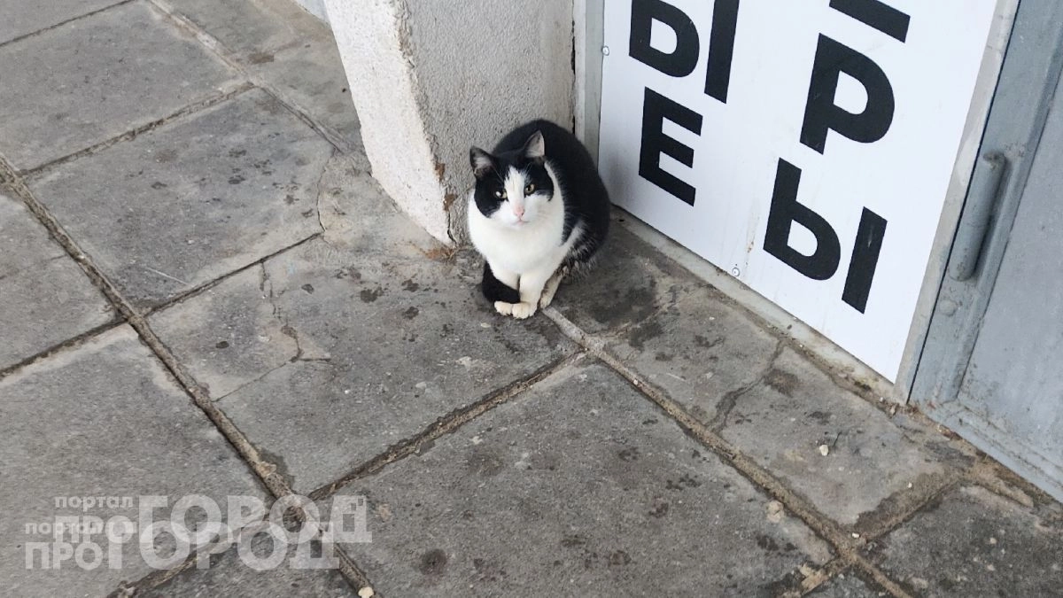 Ваш кот постоянно караулит дверь: узнайте почему питомцы так рвутся наружу и как навсегда пресечь побеги