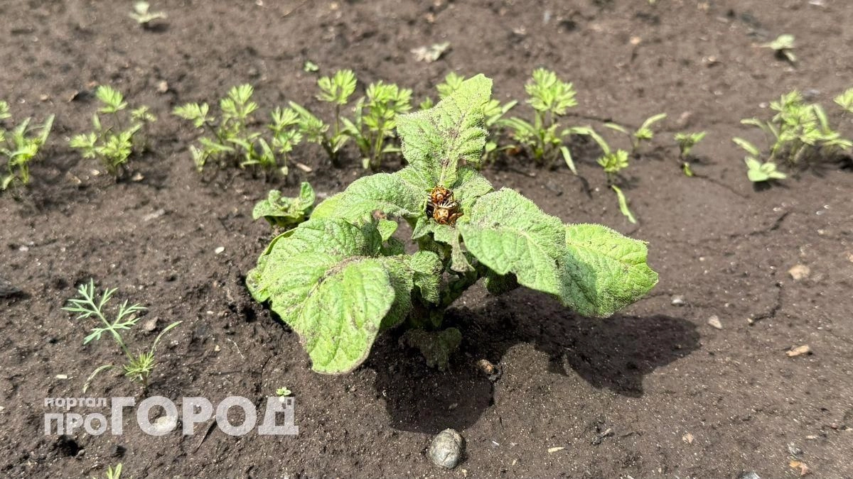 Перестала выбрасывать картон от яиц: раскладываю его в огороде и забыла про колорадского жука навсегда