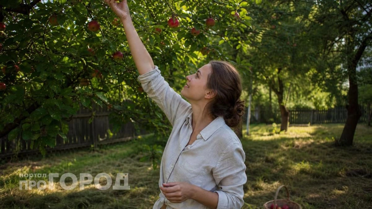 Больше никакой гнили в урожае: прикрепила в июне эту простую штуку на ветки и забыла о вредителях навсегда