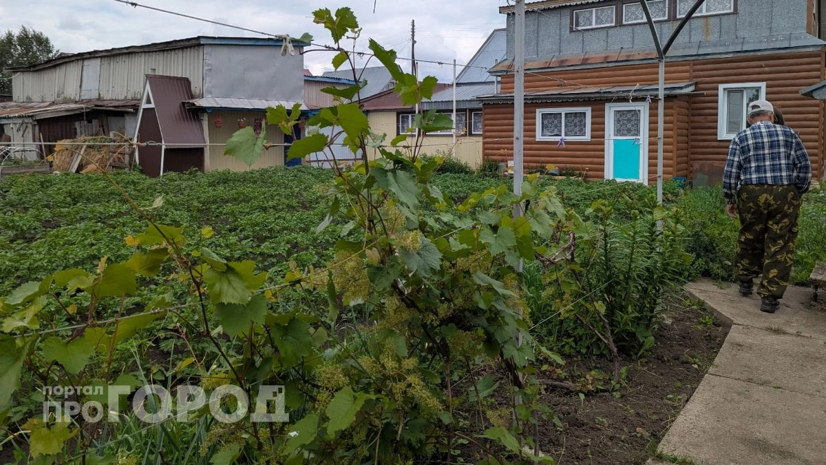 Забудьте про тяпку: вылейте этот стакан под корень вечером и к утру от сорняков не останется и следа
